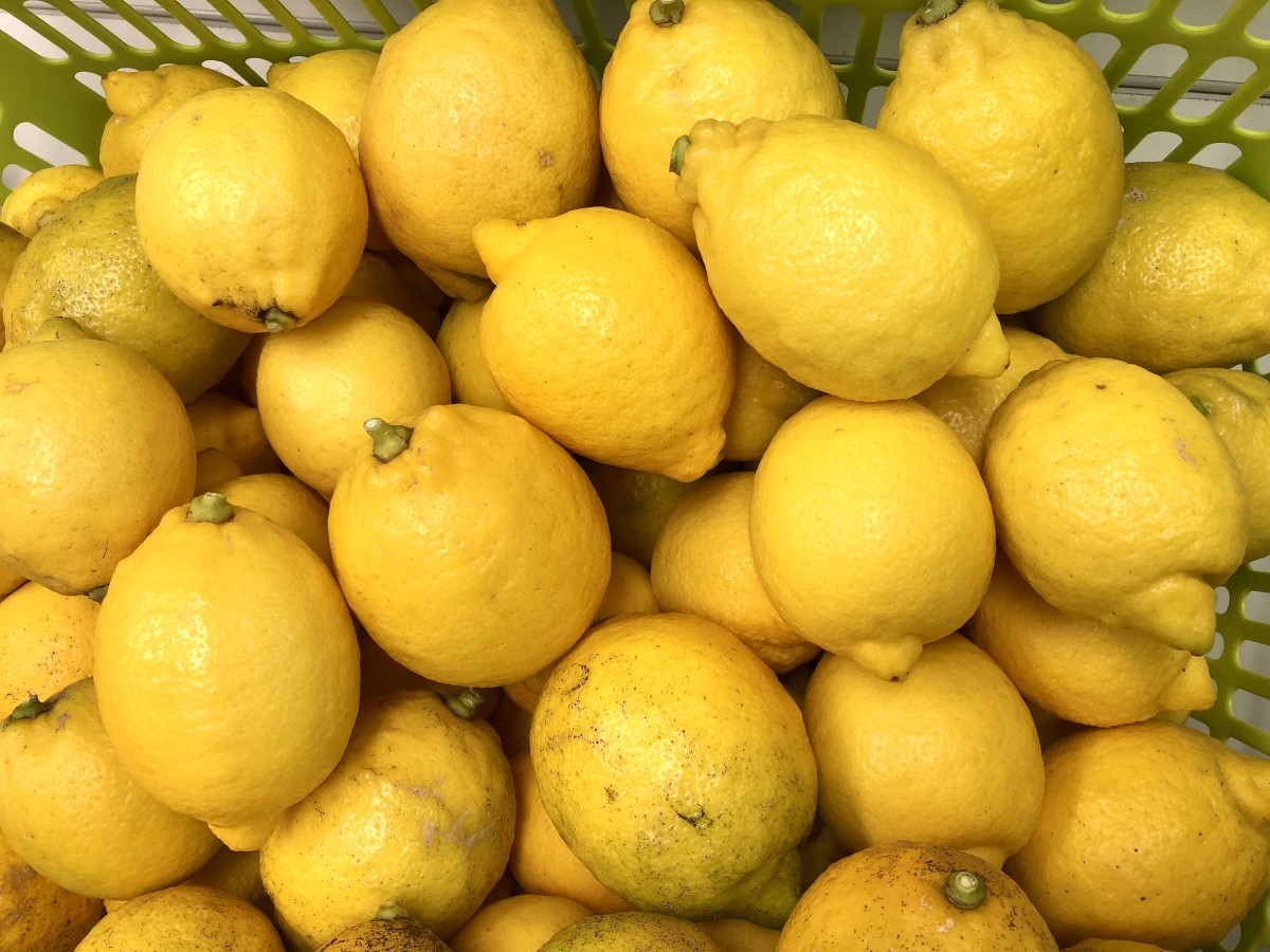 ヤマミラレモンプロジェクト「レモン収穫」／企画グループ｜山田学区